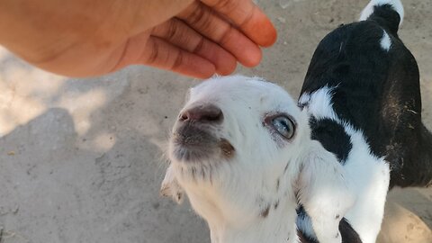 NEW BORN CUTE BABIES 😍