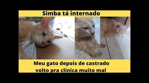 Depois da castração meu gato volto pra clínica e tá internado- Tô com torcicolo - Que Fim de semana