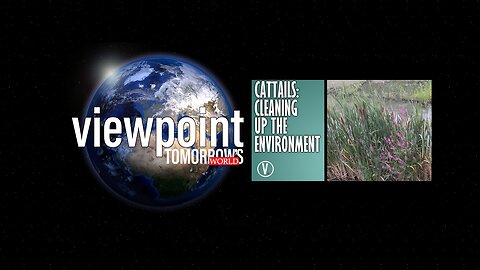 Cattails: Cleaning Up The Environment