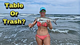 Texas Surf Fishing, Bluefish Catch Clean and Cook, Corpus Christi Texas