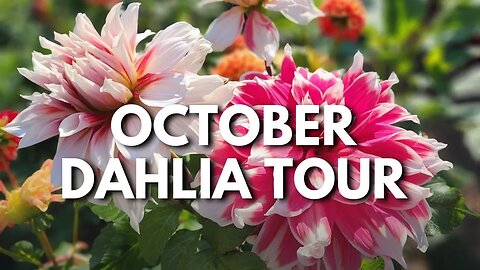 🍂 October Dahlia Tour / What We Grew This Year & What's Still Blooming