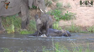 Elephant Herd Playing In The River
