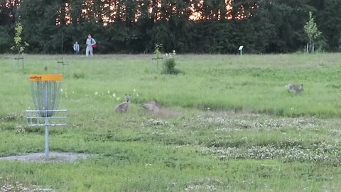 Hares playing frisbee golf
