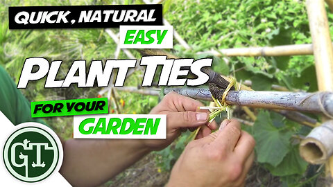 Quick, Natural & Easy Plant Ties for Your Garden - Tying Cucumber Vine