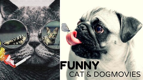 Funny Dog And Cat Videos