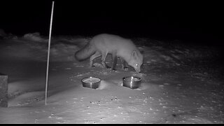 Northern Maine Fox Searching for Food in Winter