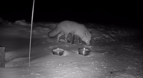 Northern Maine Fox Searching for Food in Winter