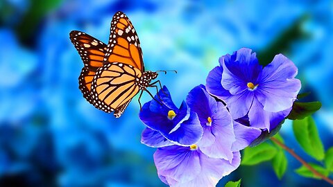 Beautiful Butterfly And Flower - Music heals the heart and blood vessels soothes the nervous system