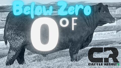 💲💲 $150,000 Black Angus Bull SOLD AT AUCTION, Coleman Angus, Coleman Below Zero 2106