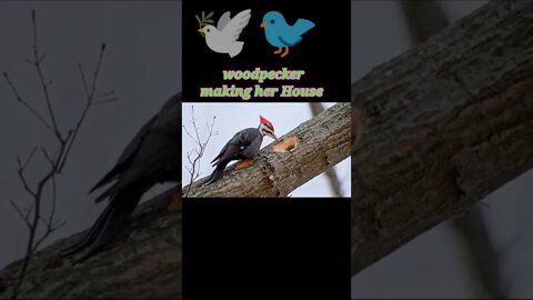 woodpecker making her house 2022🏘️#youtubeshorts #shorts #shortvideo