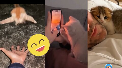 Funny Kitten Videos with daddy’s