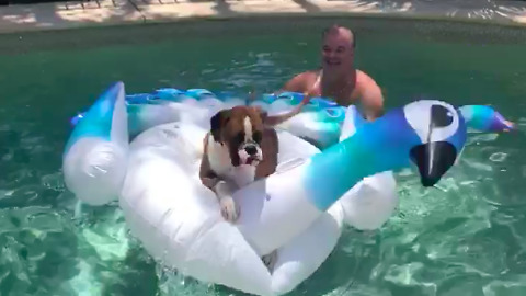 Dog humorously plays with enormous inflatable pool float