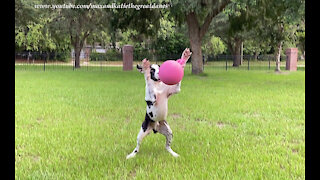 Happy Great Dane Loves To Catch And Fetch His Jolly Ball