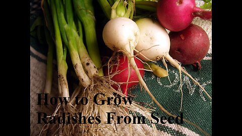How to Grow Radishes From Seed