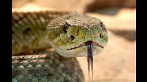 Is snake venom in the water supply causing covid19 (Part 1)