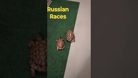 Tortoise Races #podcast #russian #races #tortoise #pets #mascots #movingforward #lines #experience