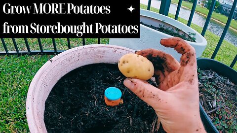 Grow MORE Potatoes from Storebought Baby Dutch Potatoes
