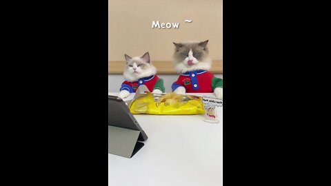 funniest cat video i've seen in a while LOL