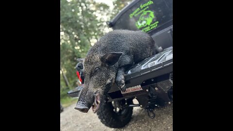 July Hog Hunt in North Carolina