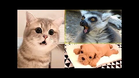 Funny and best animal Video