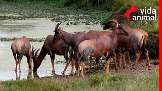 TOPIS BEBENDO NA ÁFRICA - VIDA ANIMAL