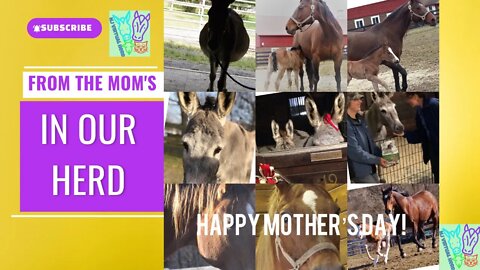 Happy Mothers Day 2022 From the Moms in Our Herd