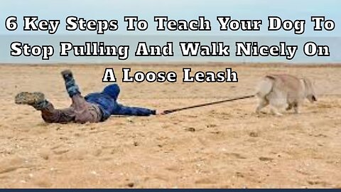 6 Key Steps to Teach Your Dog to Stop Pulling and Walk Nicely on a Loose Leash