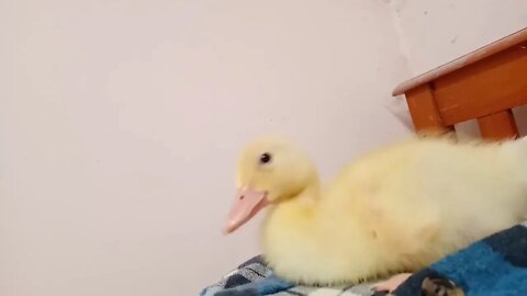 Indian Runner Duckling, 10 days old ( Video 3 )