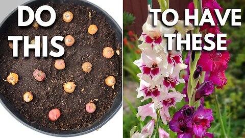 Gladiolus Lovers: Plant Gladiolus Bulbs in Containers the Right Way ✨🌿