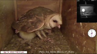 Three little Owlets had food put out for them and they waited for Syd to come home. 4-15-22