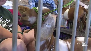 Northeast Wisconsinites compete in state fair livestock shows