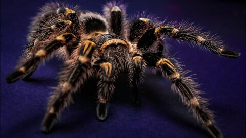 Why Do YOU Keep Pet Tarantulas? w/ Dark Den & MORE!