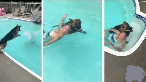 Dog Rescues 'Drowning' Owner From Pool