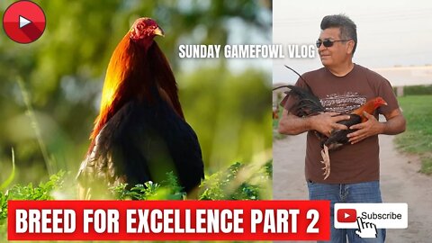 Breed For EXCELLENCE / GAMEFOWL GAMEFARM BREEDING Part 2