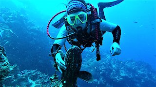 Affectionate grouper fish wants love from his scuba diver friend