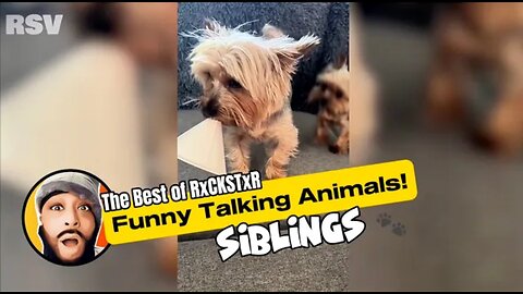 Best Of RxCSTxR Funny Animal Voiceover Compilation #1