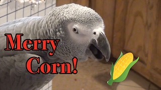Einstein the Parrot's multicultural holiday greeting