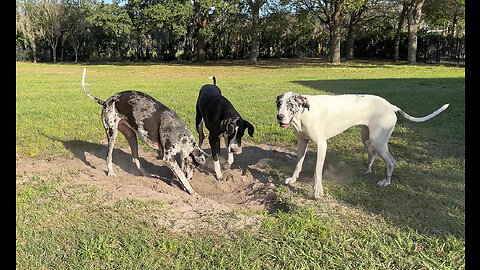 3 Funny Great Dane Girls Go Wild Digging & Playing In The Dirt On Florida Vacation