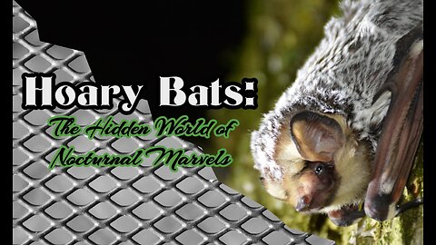 Hoary Bats: The Hidden World of Nocturnal Marvels #bats #animals #mammals