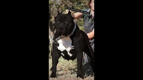 Best Black Pitbull - ManMade’s “Prada” Daughter of the world famous ManMade’s “Beyonce”