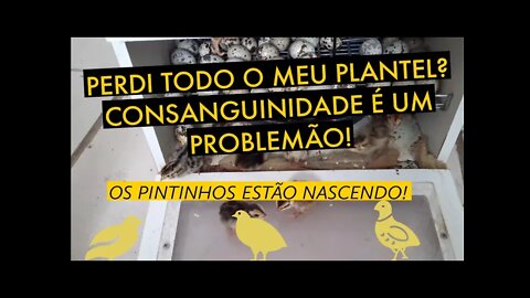 CONSANGUINIDADE NA SUA CRIAÇÃO / PINTINHOS NASCENDO / VIVER DE CODORNA