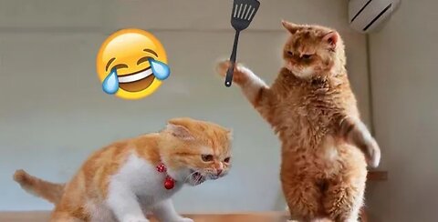 Funniest video of the year... Must watch. Funny videos of cute animals. Entertainment