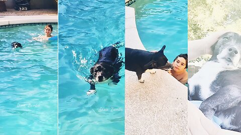 Making the most of summer afternoons 🌞🏊‍♂️ #FamilyTime #SwimTime #DogLife #SummerFun