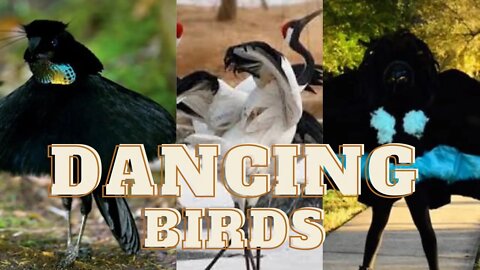 Cute Birds enjoy Dancing | Funny cute pets lovers