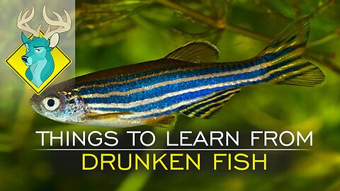 TL;DR - Things to Learn from Drunken Fish [22/Feb/17]