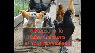 5 Reasons To Raise Chickens at Your Homestead