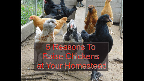 5 Reasons To Raise Chickens at Your Homestead