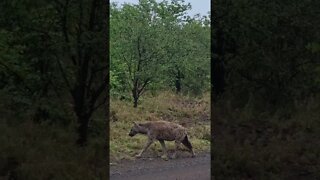 Kruger National Park Sightings Today 22/11/21 (Lions, Hyena, Elephant, etc) | #shorts