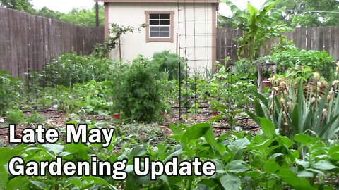 Gardening Update For Late May In Zone 6b