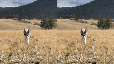 Luna The Wolfdog Off Leash In The Great Outdoors Exploring Her World In The Rocky Mountains